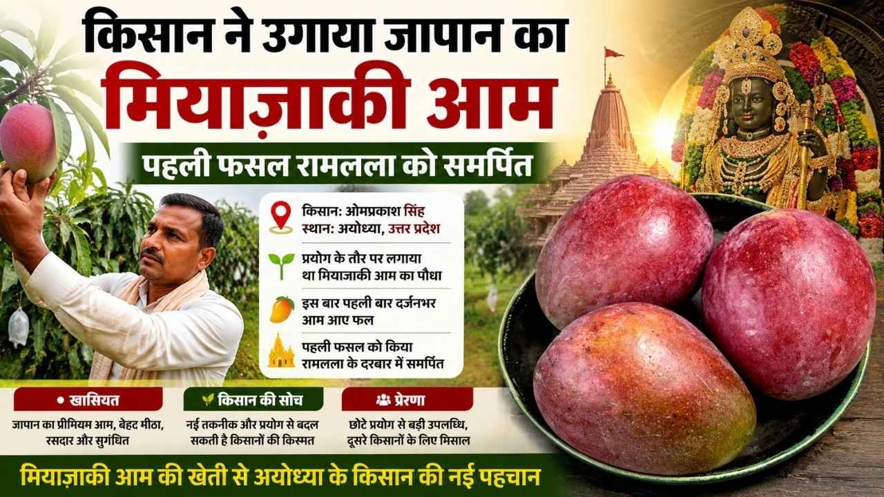 रामलला के दरबार में दुनिया पहुंचा मियाज़ाकी, कीमत ₹3 लाख प्रति किलो, अयोध्या की धरती पर किसान ने किया कमाल