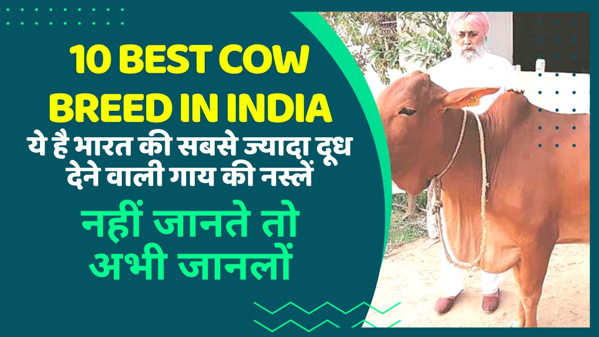 10 Best Cow Breed In India ये है भारत की सबसे ज्यादा दूध देने वाली