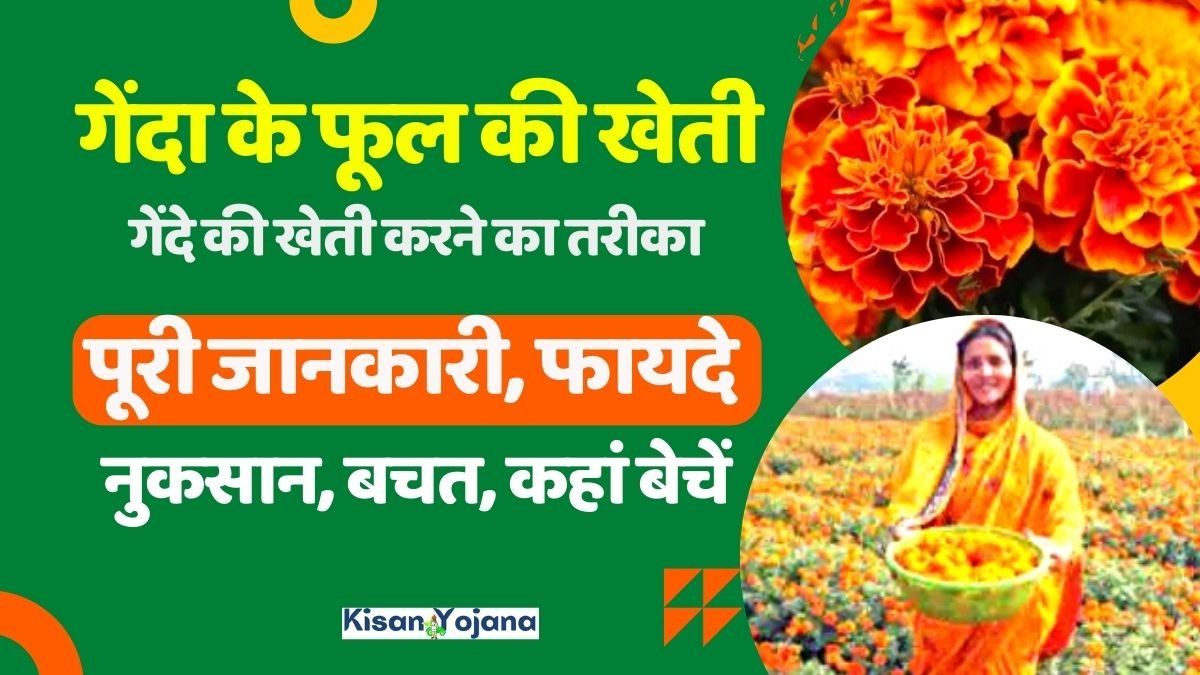 गेंदा के फूल की खेती कैसे करें? गेंदा के फूल की खेती की पूरी जानकारी, फायदे, नुकसान, बचत, कहां बेचें