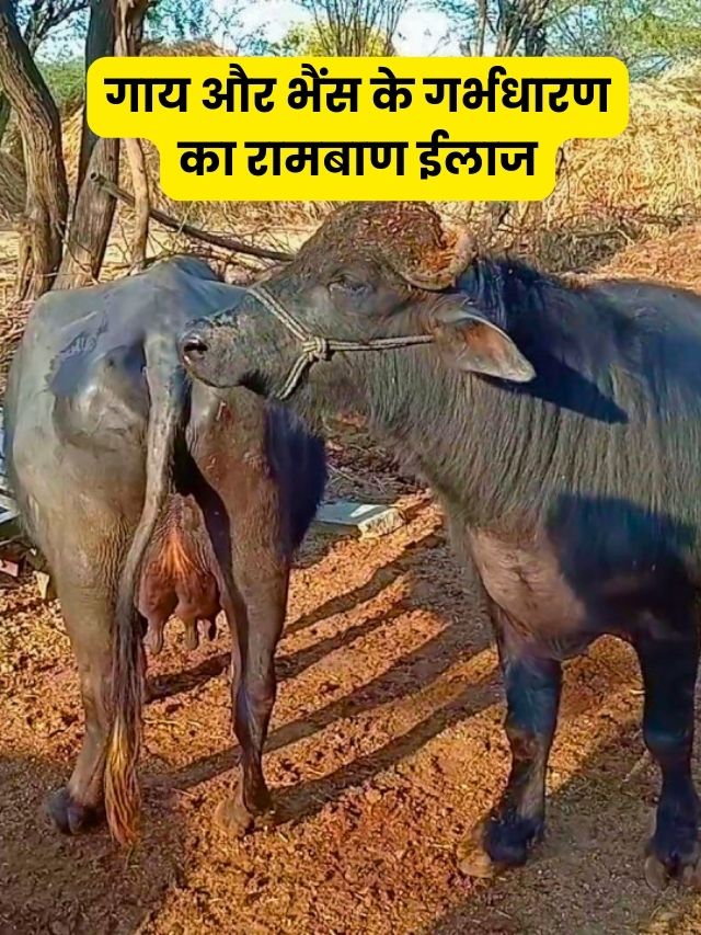 गाय और भैंस के गर्भधारण में आ रही है दिक्कत तो ये रामबाण इलाज