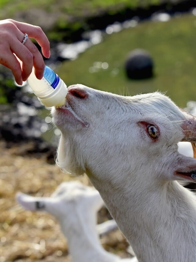 Goat Farming: गावं में बकरी पालन कैसे करें