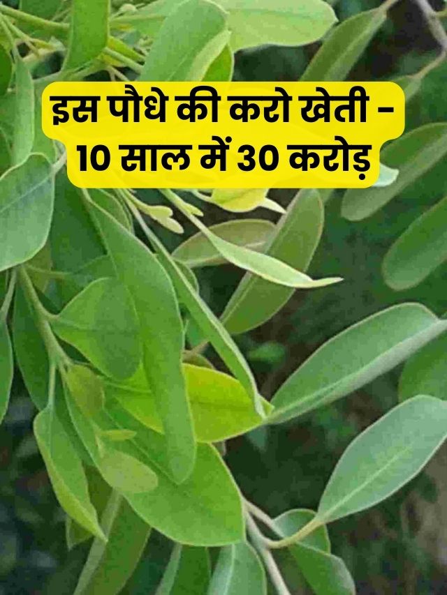 इस पौधे की करो खेती – 10 साल में 30 करोड़