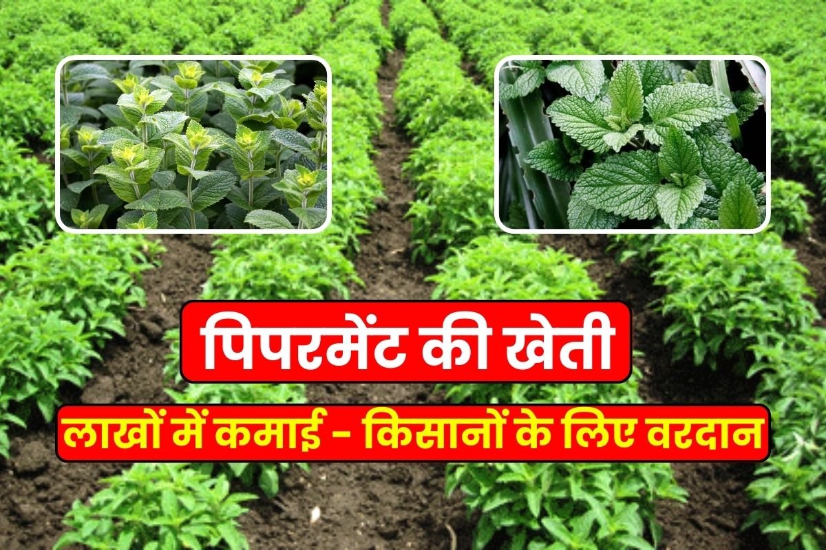 Farmers are earning lakhs by cultivating peppermint, see how peppermint is cultivated.