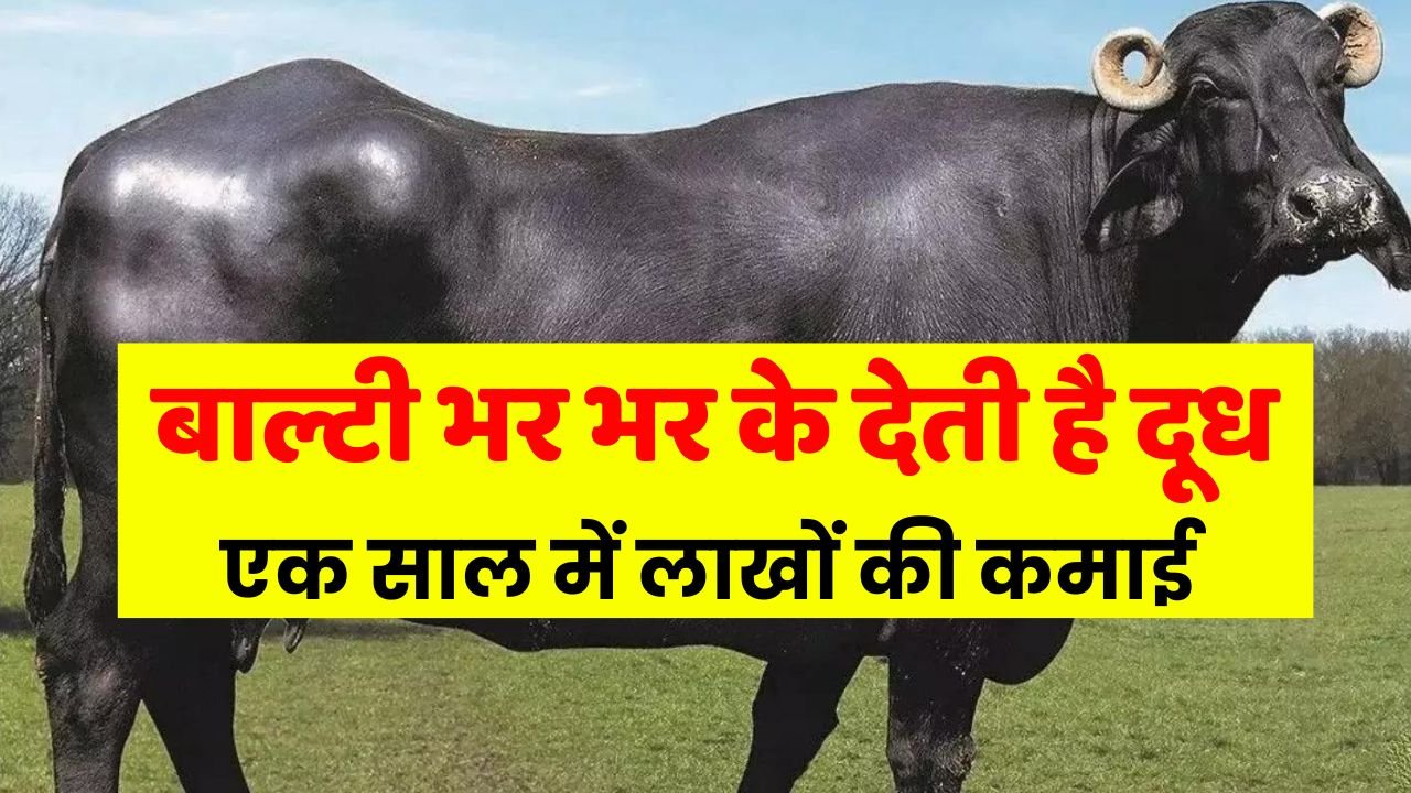 This buffalo is not a boon, it gives milk by the bucketful, earning lakhs in a year.