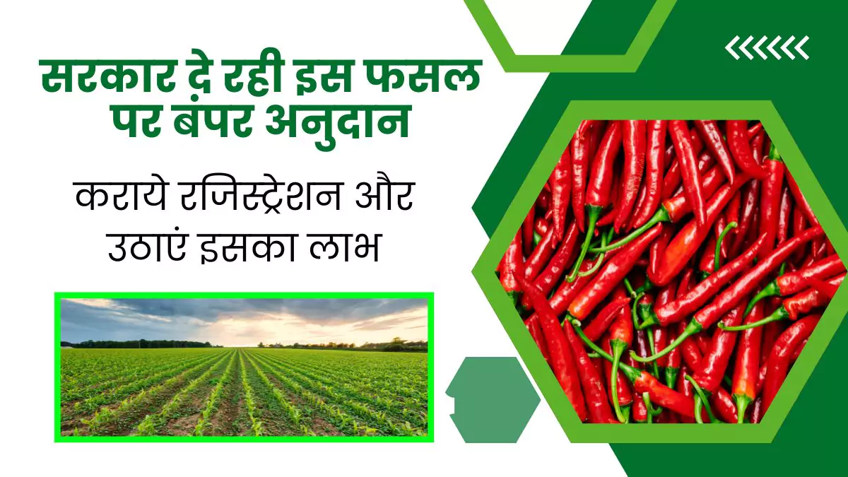 chilli farming