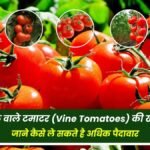 Cultivation of vine tomatoes, know how to get more yield