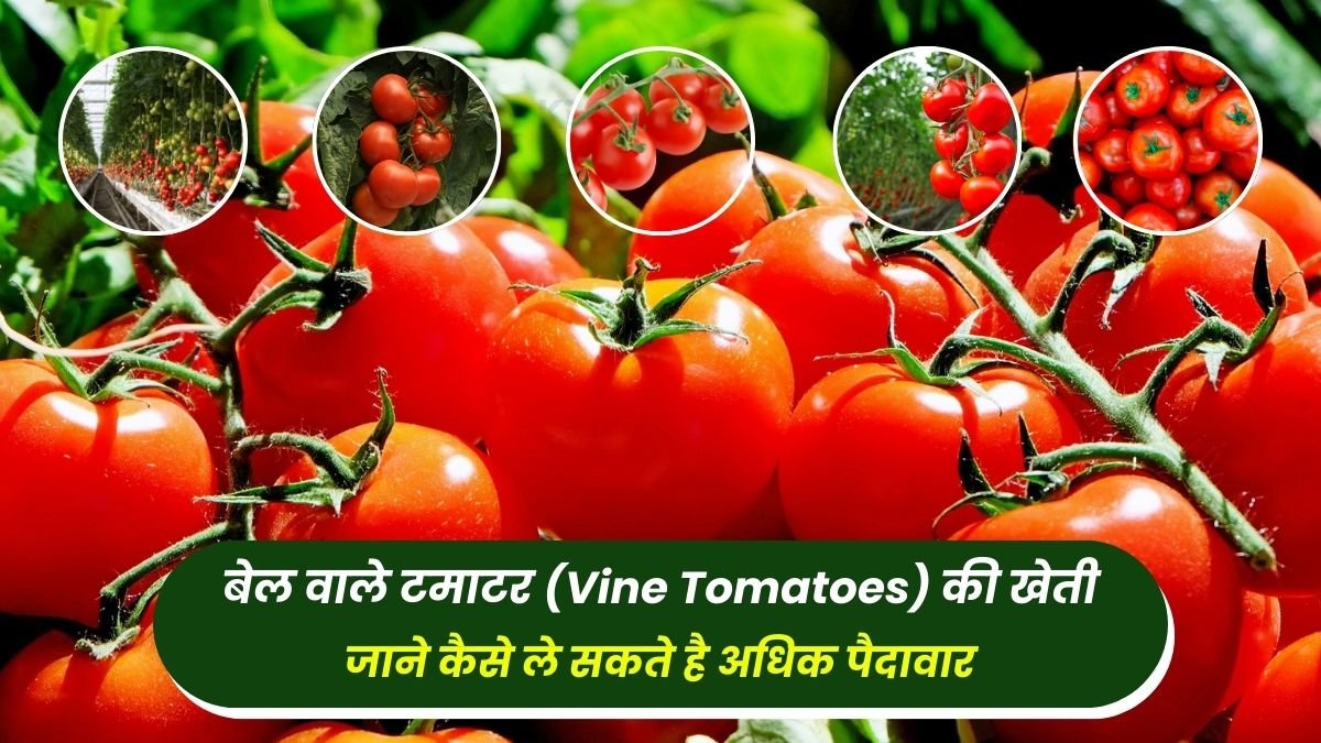 Cultivation of vine tomatoes, know how to get more yield