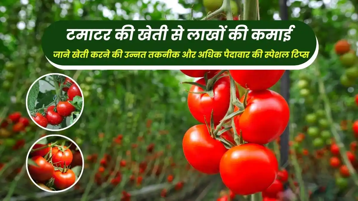 Earning millions from tomato cultivation