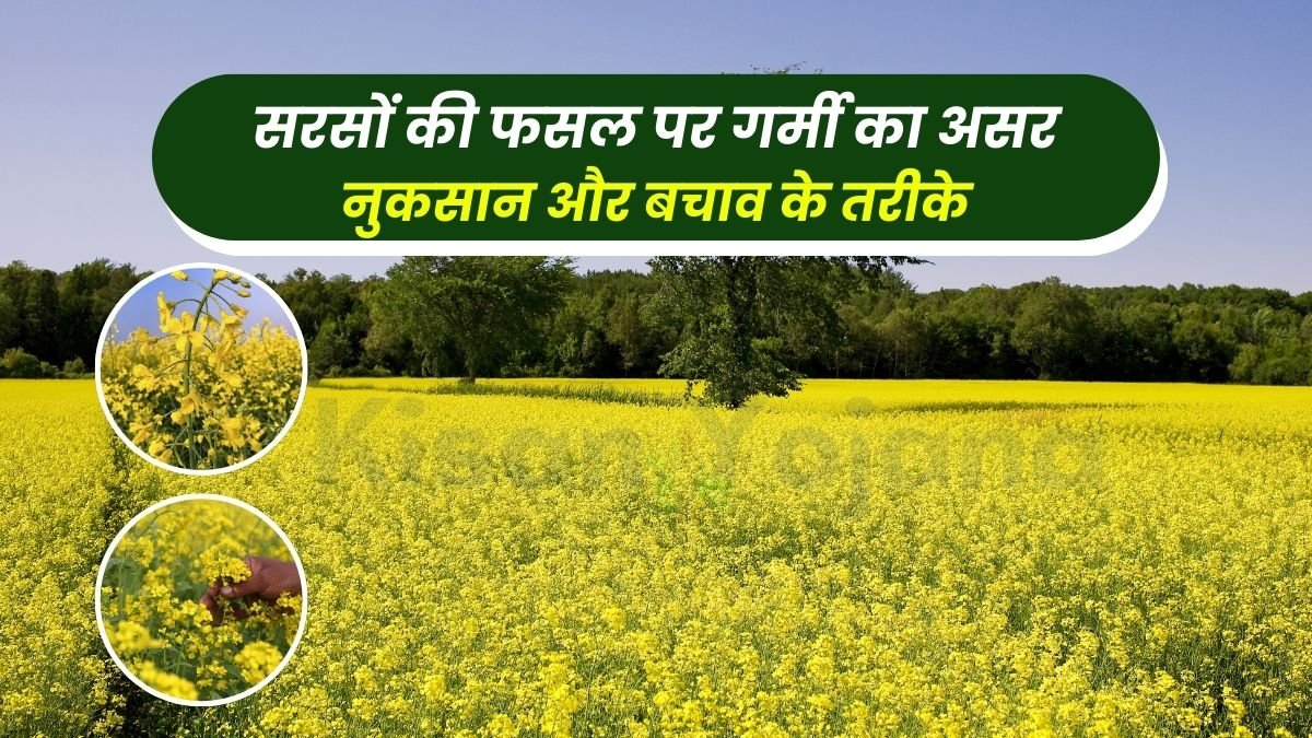 Effect of heat on mustard crop: damage and prevention methods