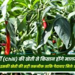 Farmers will become rich by cultivating chilli, know the correct technique of its cultivation so that the yield is more