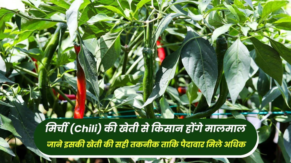 Farmers will become rich by cultivating chilli, know the correct technique of its cultivation so that the yield is more