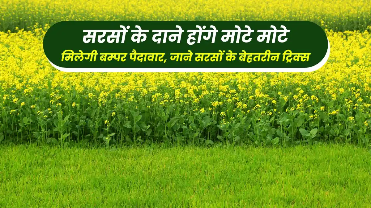 Mustard cultivation