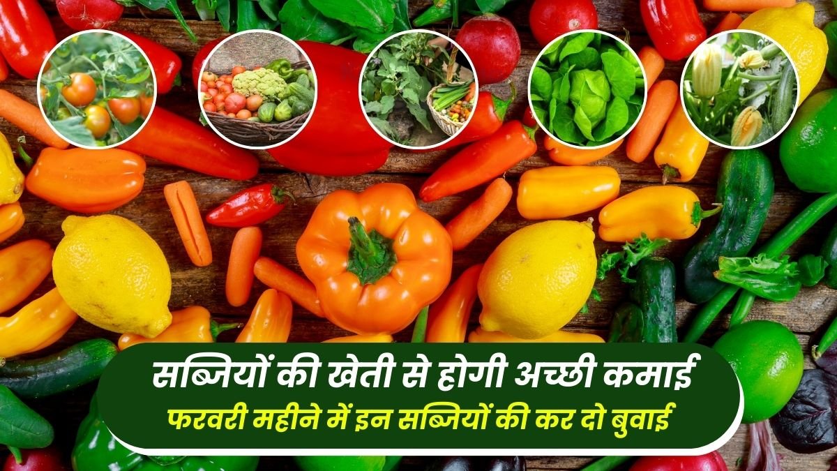 Vegetable farming will give good income