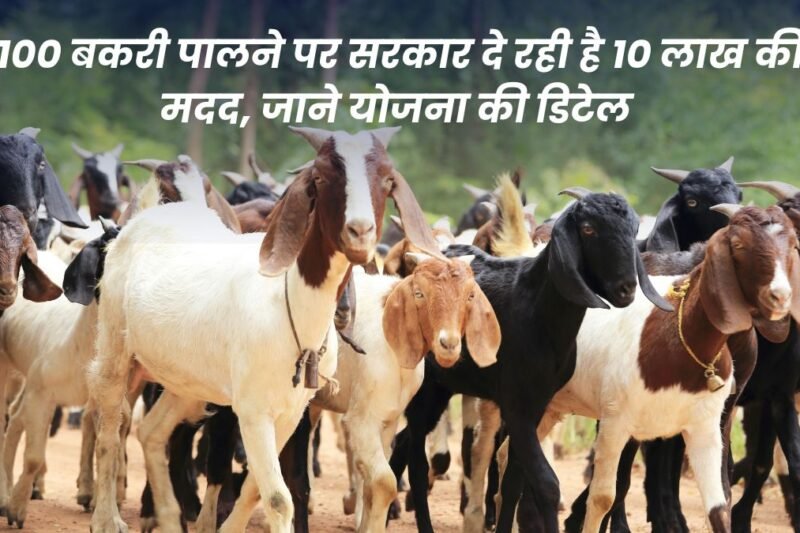 Goat Farming: Government is giving Rs 10 lakh assistance for rearing 100 goats, know the details of the scheme