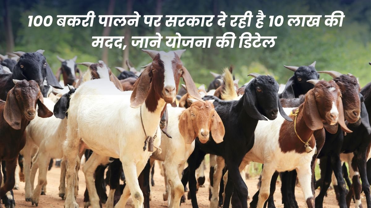 Goat Farming: Government is giving Rs 10 lakh assistance for rearing 100 goats, know the details of the scheme