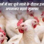 Increase profits by adopting these tips while bringing new chicks to the poultry farm