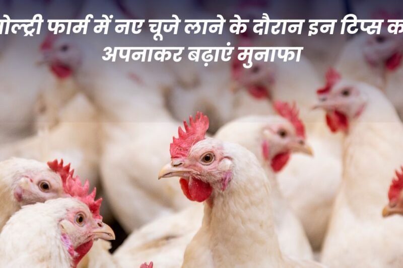 Increase profits by adopting these tips while bringing new chicks to the poultry farm