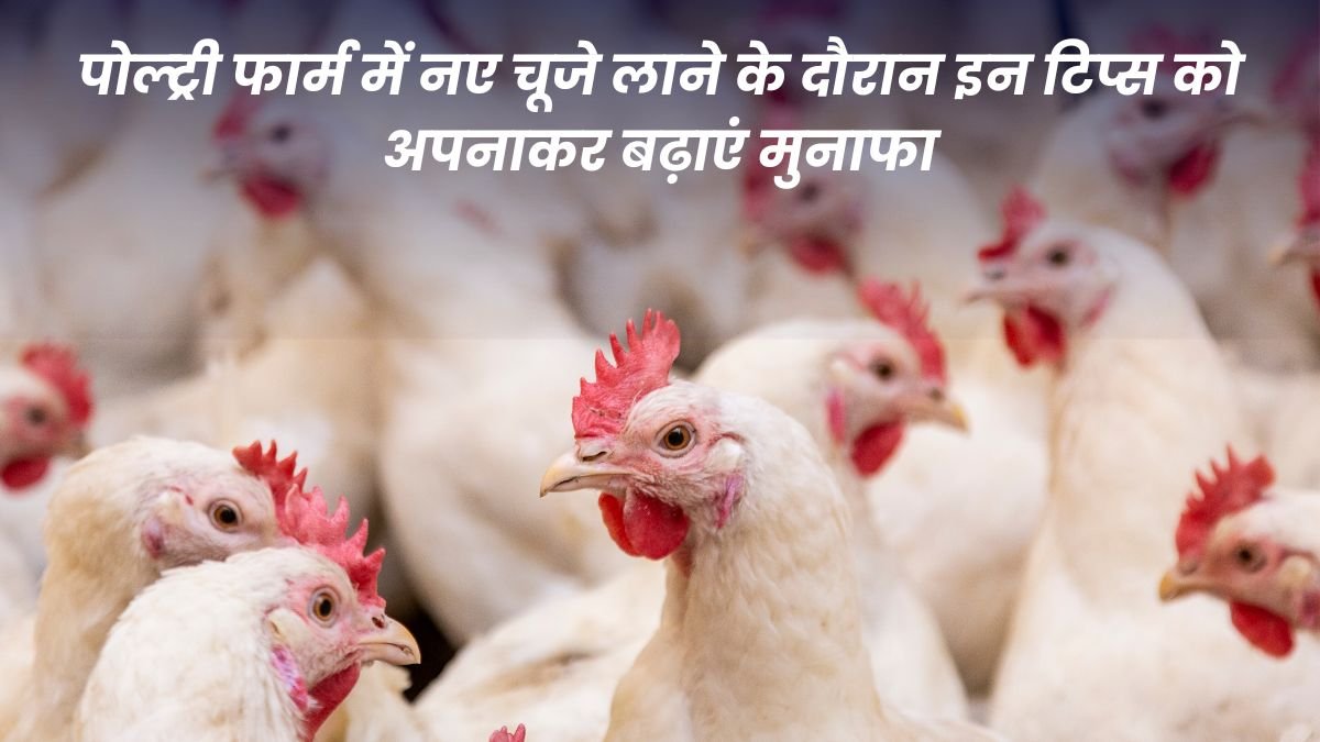 Increase profits by adopting these tips while bringing new chicks to the poultry farm