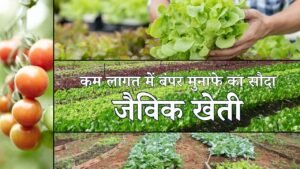 Organic Farming: कम लागत में बंपर मुनाफे का सौदा है जैविक खेती, जानिए कैसे शुरू करें, क्या हैं फायदे और कमाई का पूरा गणित
